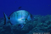 Diplodus sargus Sargue commun-Acores St Maria Pedri mha-3m-20170818-Denis-ADER-DSC_9278_tn_tn